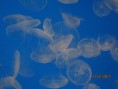 /album/activite-et-conception/img-0178-jpg/